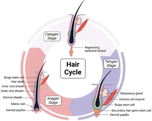 kopyrrol mechanism kopyrrol mechanism